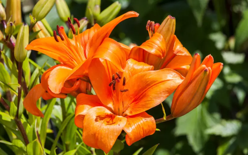 Tips For Using Lilies In Your Garden