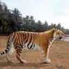 Trinil Tiger