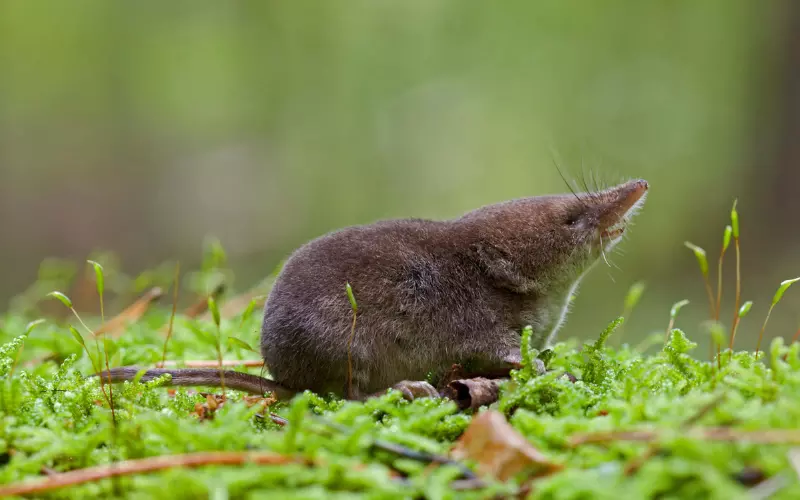 Water Shrew