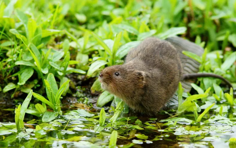 Water Vole