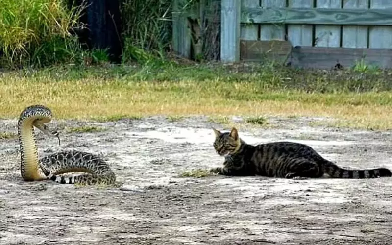 What Are The Key Differences Between A Cat And A Rattlesnake
