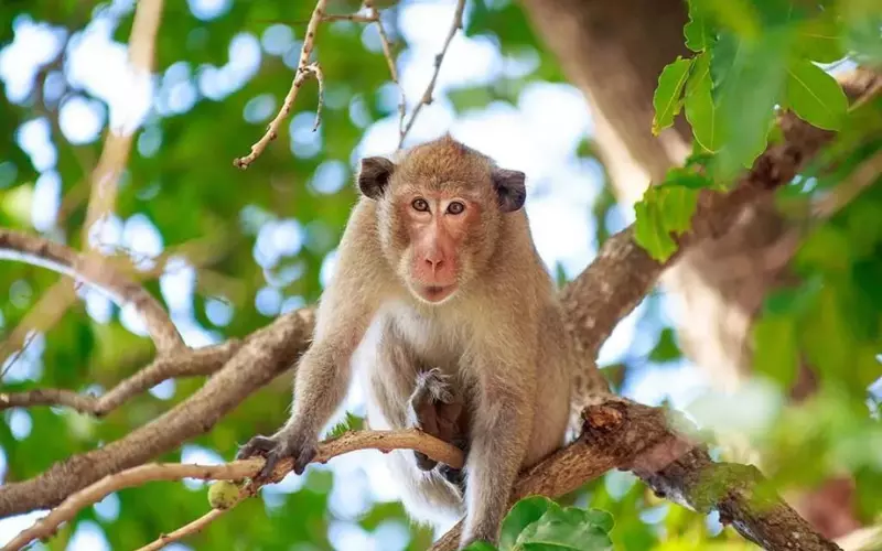 monkey on tree on summer day nature green background