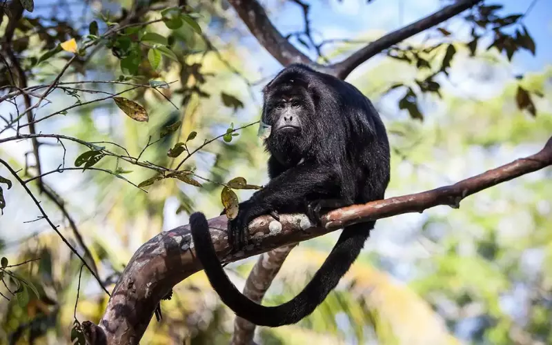 A Black Monkey Sitting on Tree