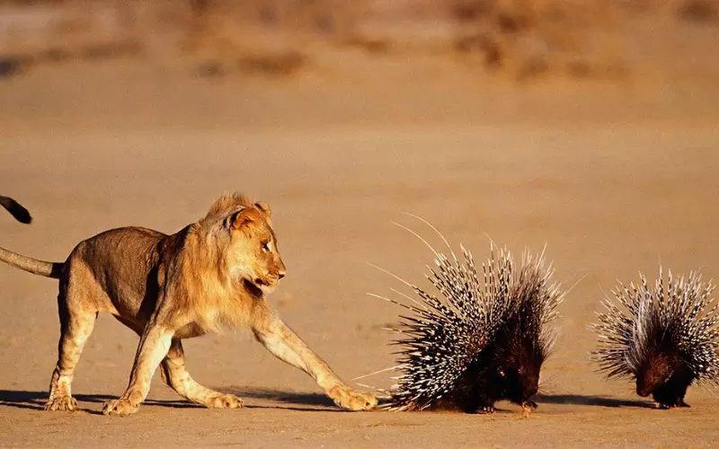 Honey Badger vs Lion fight comparison, who win