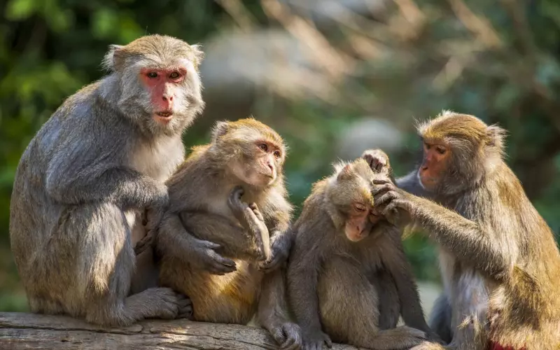 Four Monkeys Sitting And Picking Lice on Hair