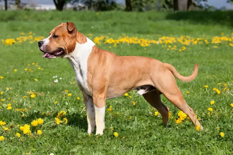 American Staffordshire