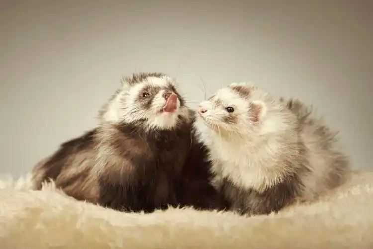 Angora Ferret