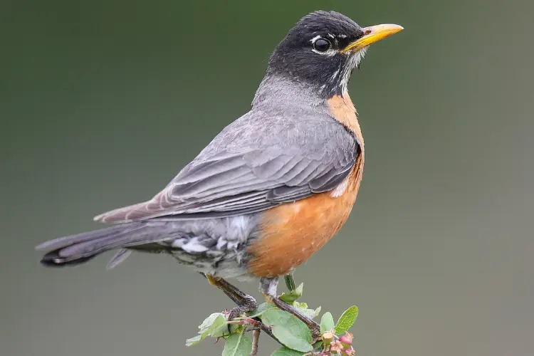 American Robin