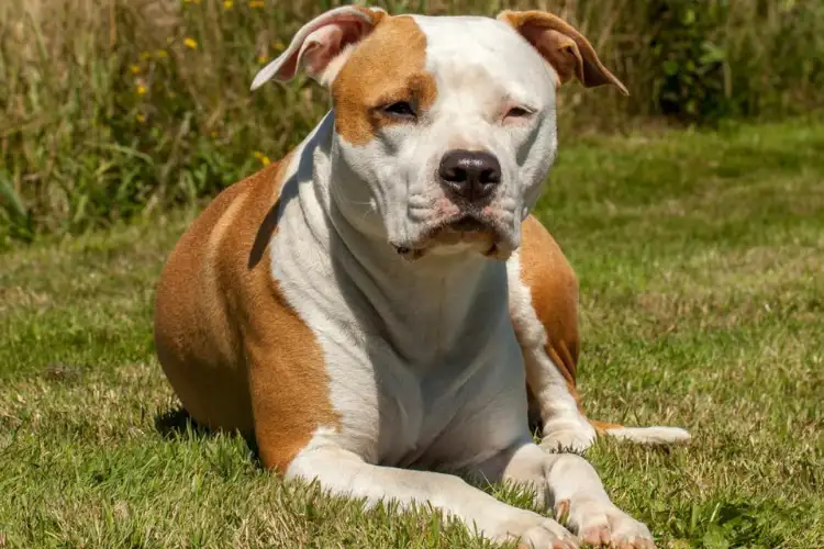 American Staffordshire