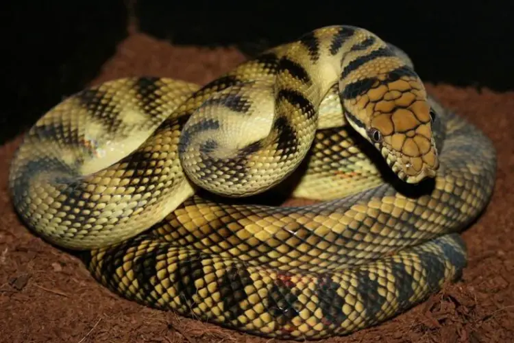 Amethystine Python