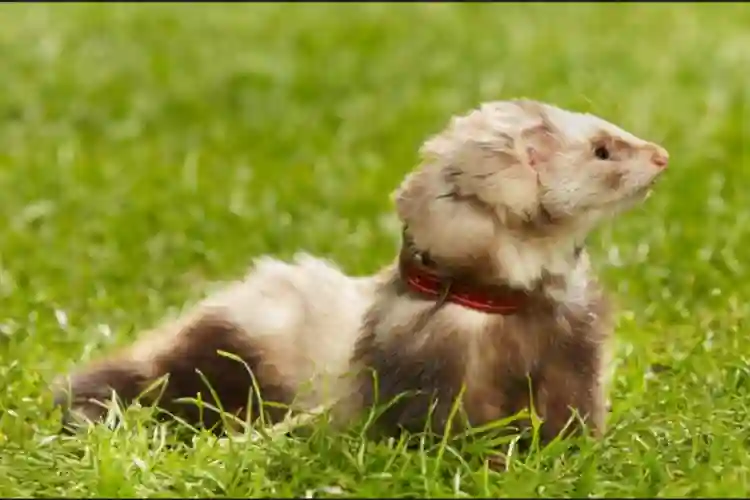 Angora Ferret