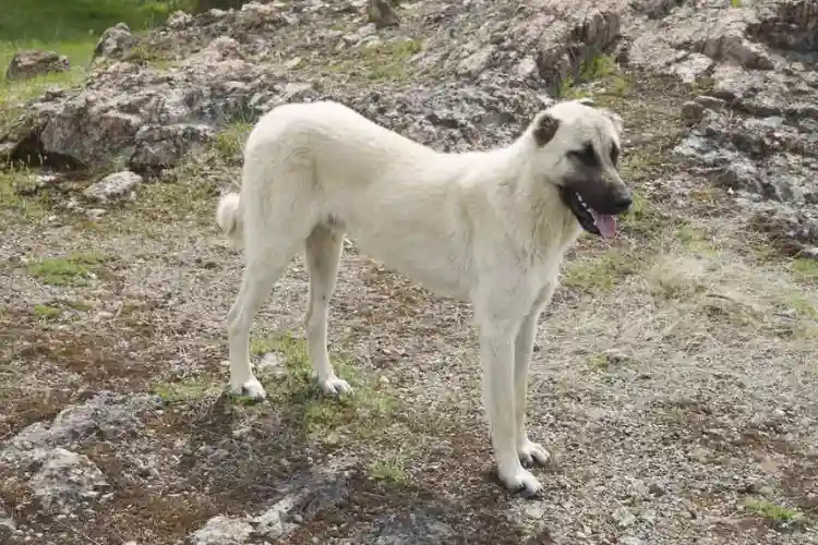 Anatolian Shepherd Dog