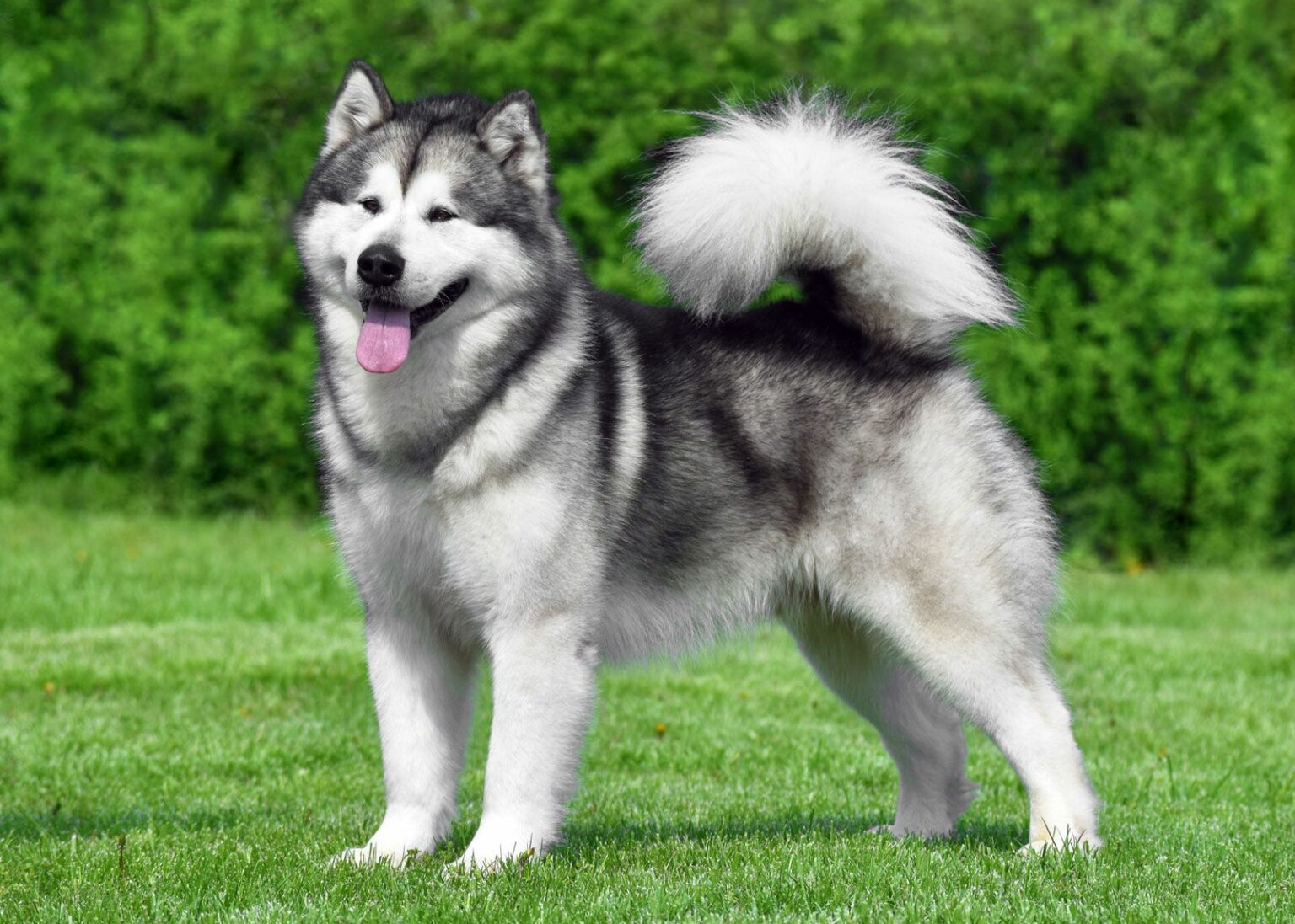 Alaskan Malamute: History, Facts, Size, Habitat, Classification & Much ...