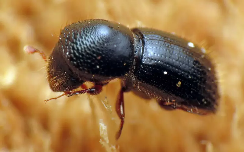 Amazing Facts About Ambrosia Beetle