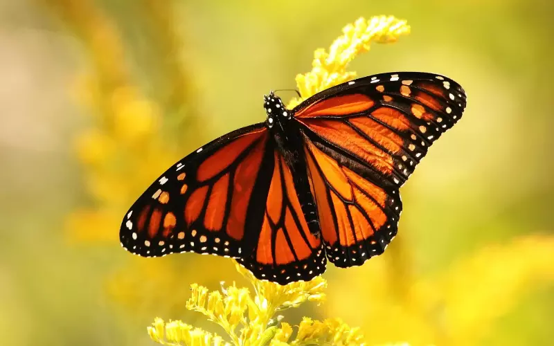 Amazing Facts About Butterfly's