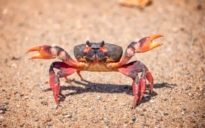 Amazing Facts About Crab’s