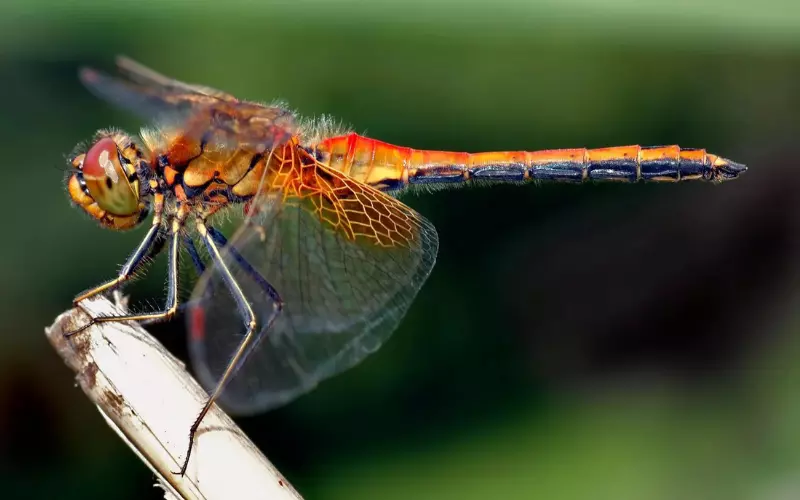 Amazing-Facts-About-Dragonflys