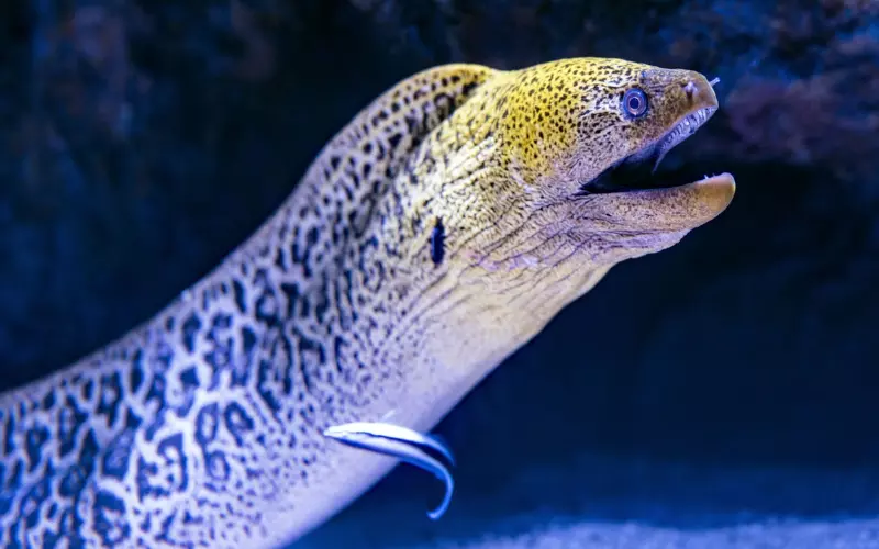 Amazing Facts About Eel