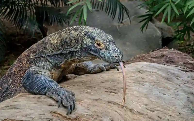 Amazing Facts About Komodo Dragons