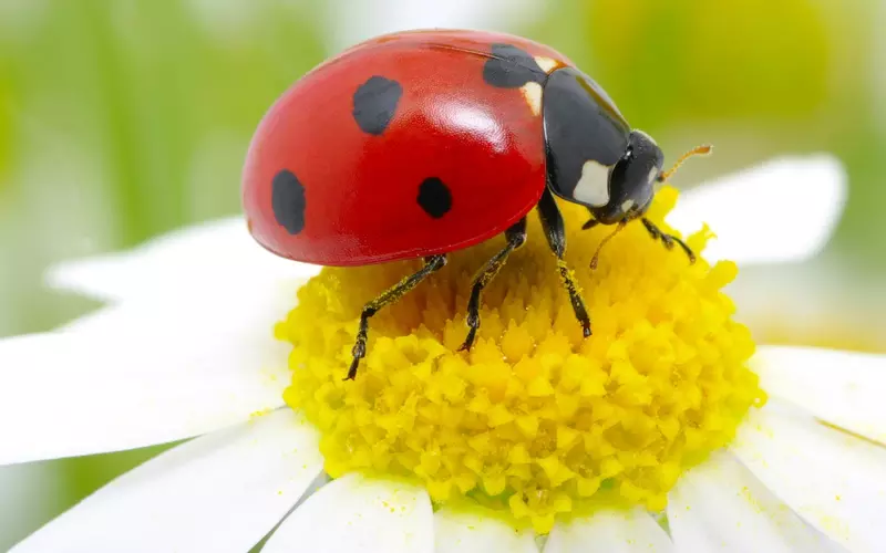 Amazing-Facts-About-Ladybug