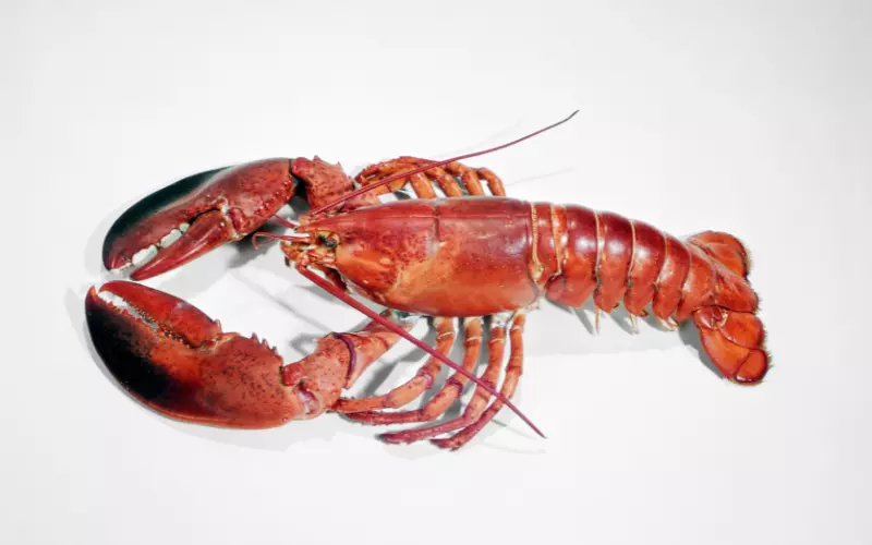 Amazing Facts About Lobster’s