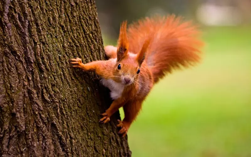 Amazing Facts About Squirrel