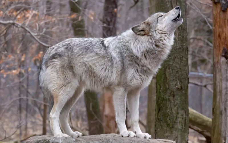 Amazing Facts About Wolf