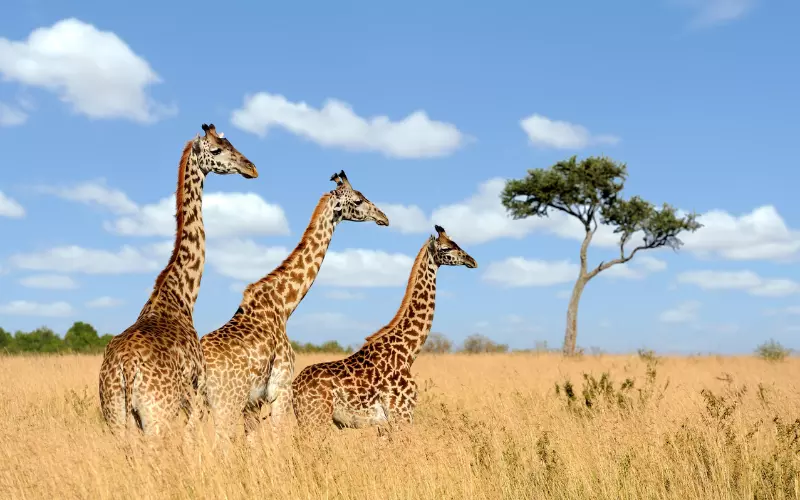 Amazing Facts About Giraffes