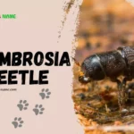 Ambrosia Beetle