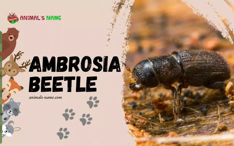 Ambrosia Beetle