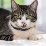 American Wirehair