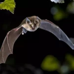 Bat