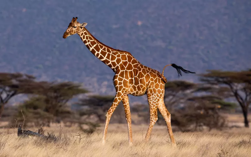 Can We Keep A Giraffe As Our Pet