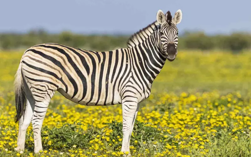 Can We Keep A Zebra As Our Pet