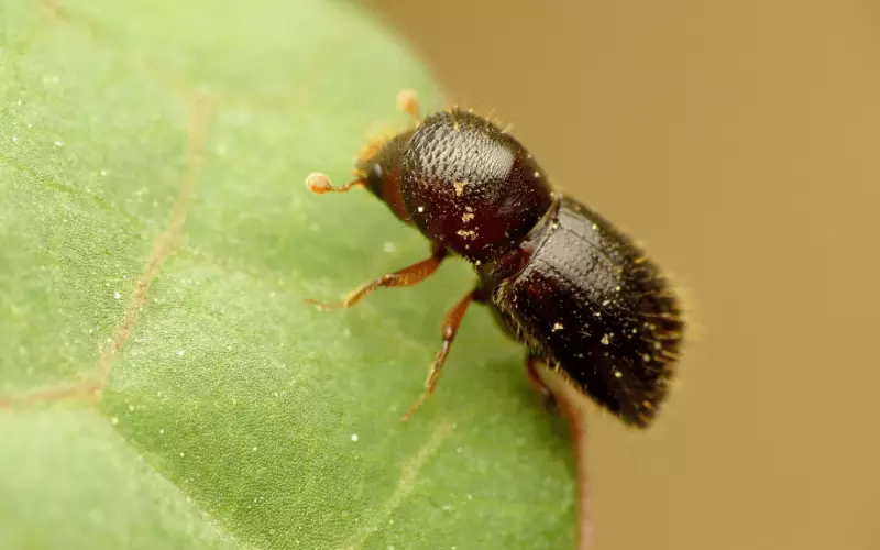 Can We Keep Ambrosia Beetle As Our Pet