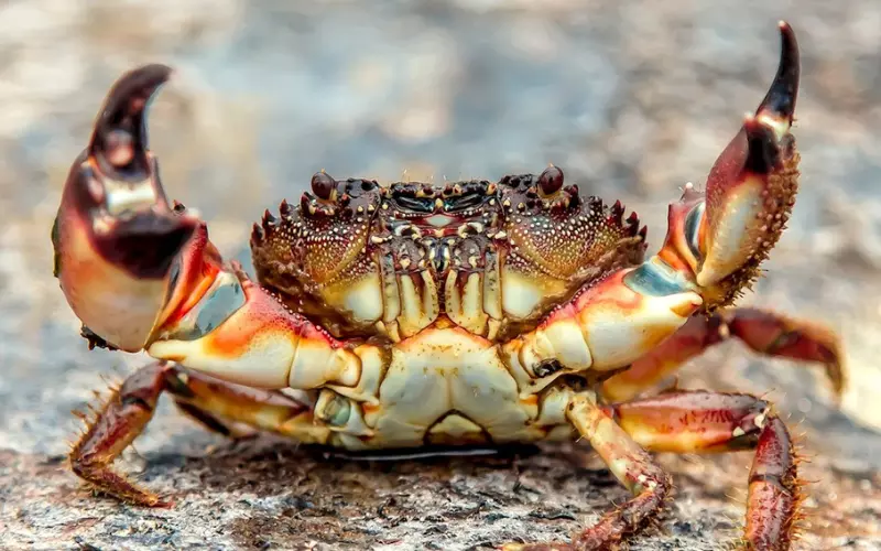 Can We Keep Crab As Our Pet