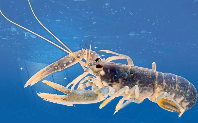 Can We Keep Lobster As Our Pet