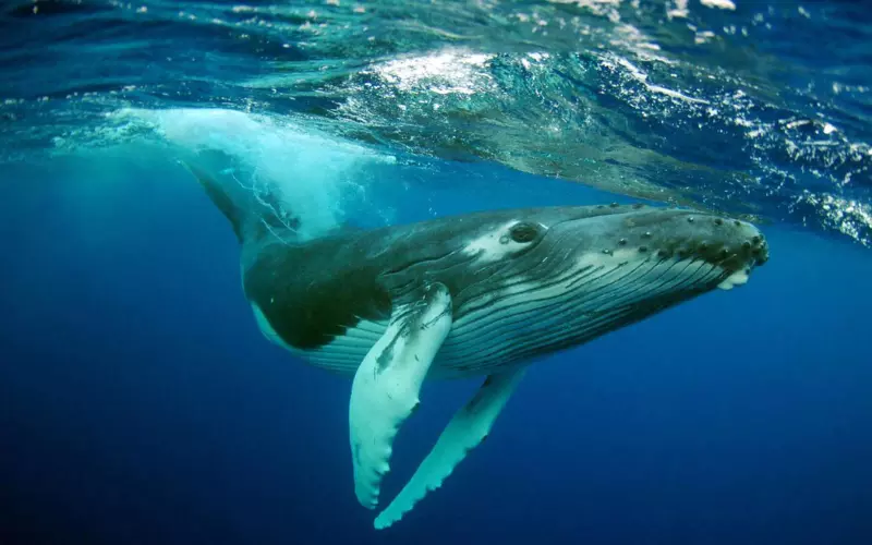 Can We Keep Whale As Our Pet