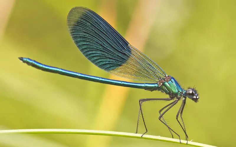 Can we keep Dragonfly as our Pet?