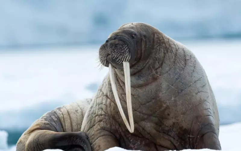 Can-we-keep-a-Walrus-as-our-Pet