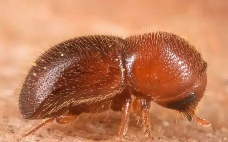 Classification Of Ambrosia Beetle