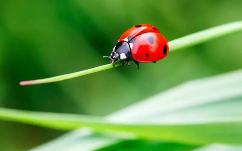 Classification-of-Ladybug