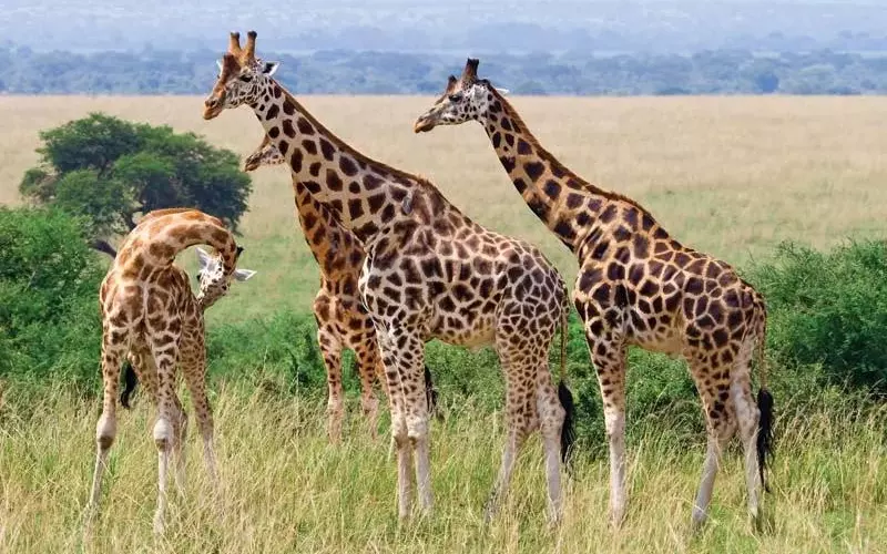 Classification of Giraffe