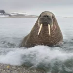 Walrus