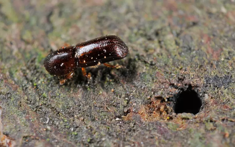 Diet Of Ambrosia Beetle
