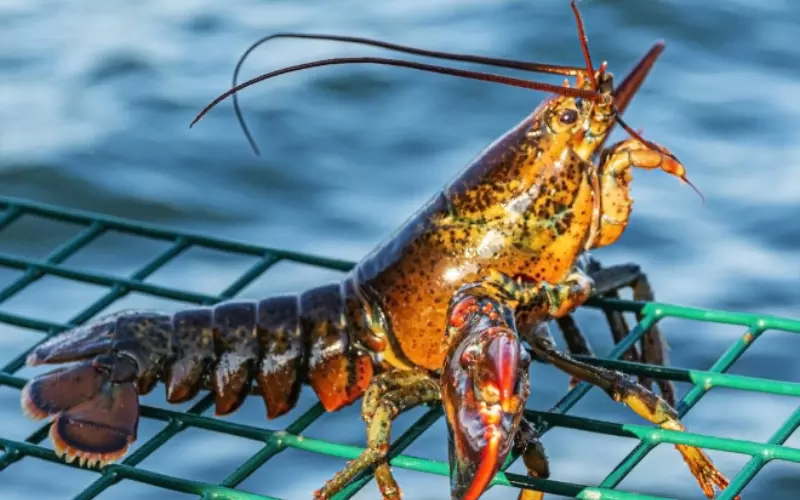 Diet Of Lobster’s