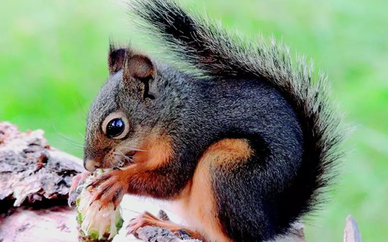 Diet of Squirrel's