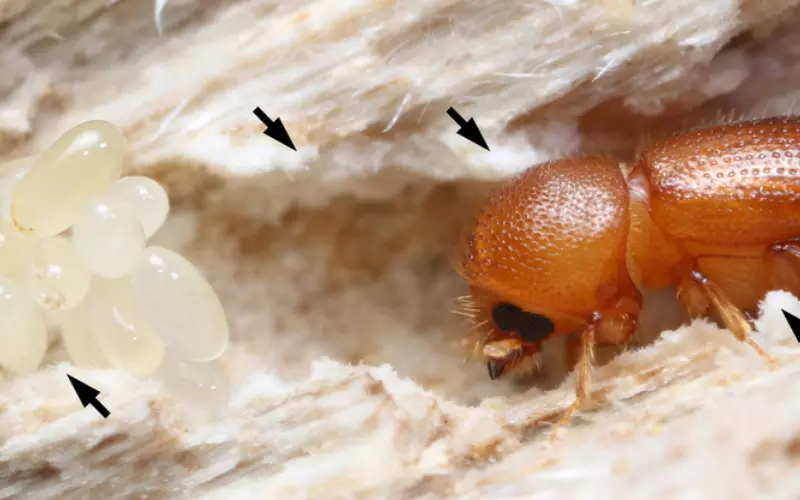 Different Types Of Ambrosia Beetle