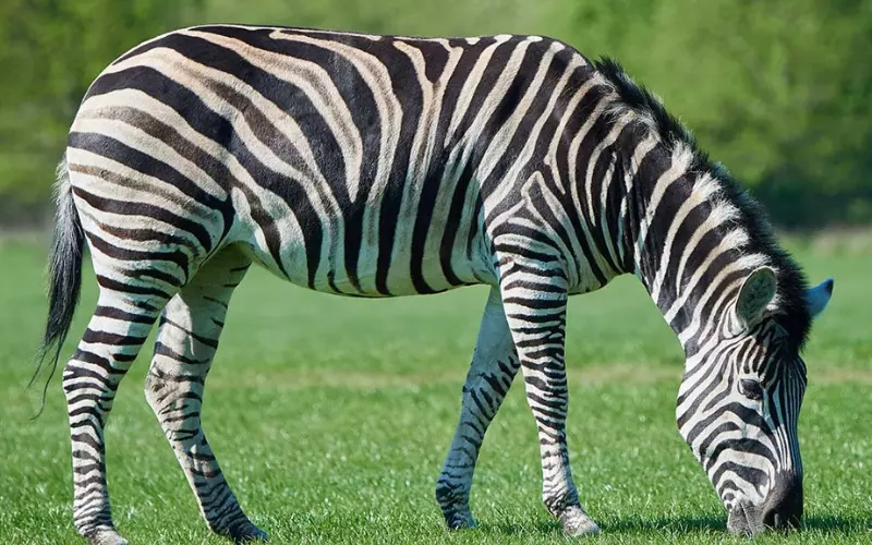 Different Types Of Zebra