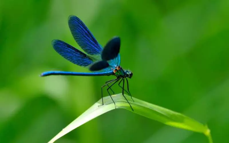 Different-Types-of-Dragonfly